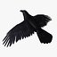 Corvus Corax 'Common Raven'
