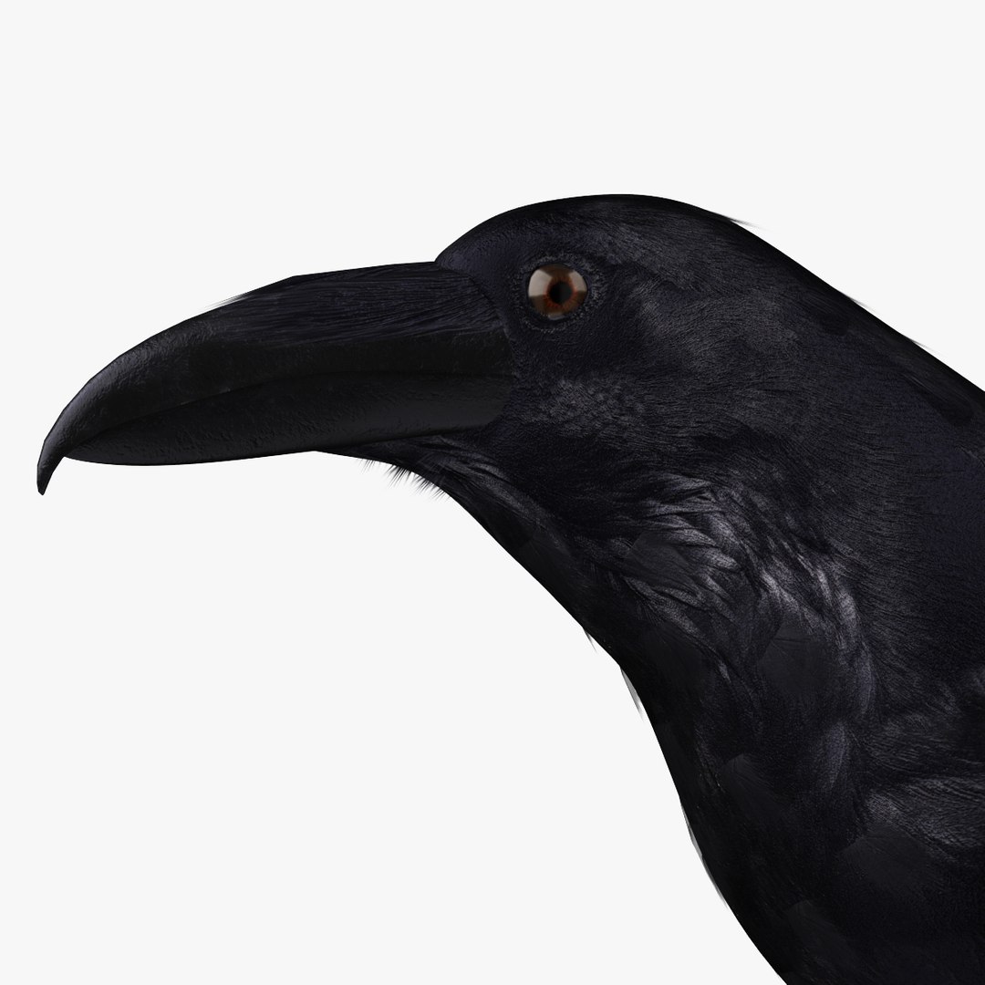 corvus corax common raven 3d model https://p.turbosquid.com/ts-thumb/e3/VDhN8T/zGGtInwv/r03/jpg/1368439082/1920x1080/fit_q87/099cb03b1bfc8f6ec2806487dd3d50ba09e361ea/r03.jpg