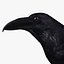 Corvus Corax 'Common Raven'