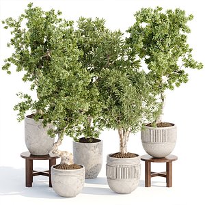 Indoor Plants collection vol 103-3dmodel