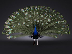 Peacock