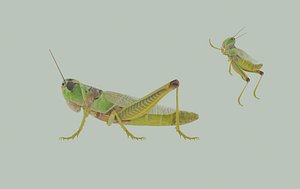 Grasshopper