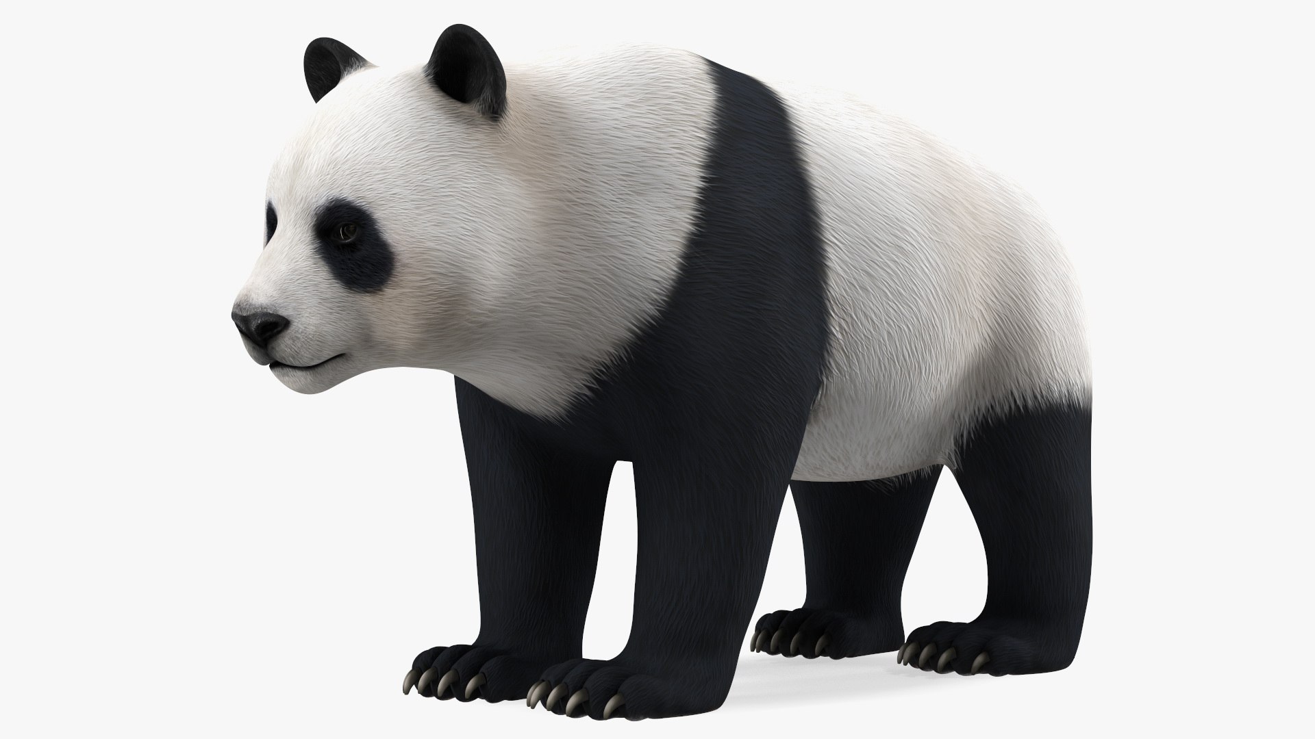 Giant Panda Rigged for Modo 3D model preview