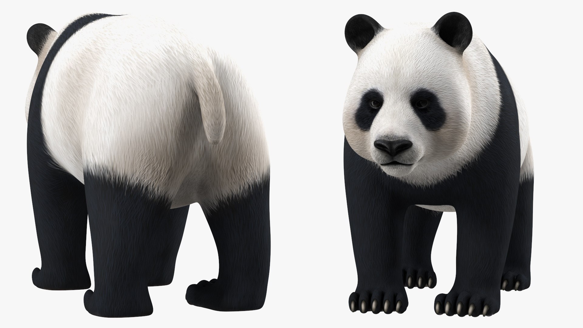 Giant Panda Rigged For Modo 3D Model - TurboSquid 1852724
