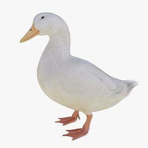 Duck White 3d model