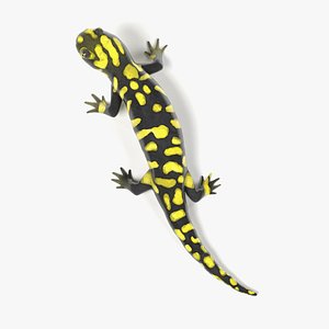 Tiger Salamander
