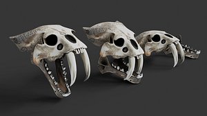 Sabertooths Skull 3D model