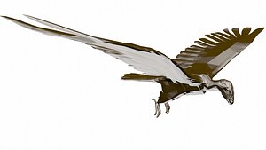 3D Condor
