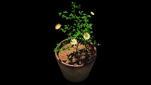 Tub plant