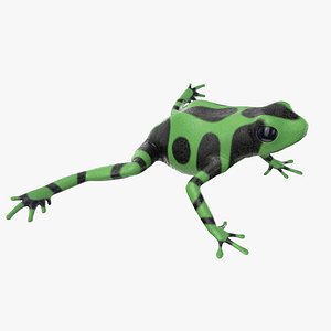 green poison dart frog 3D model
