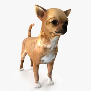 3D Chihuahua Rigged for Maya