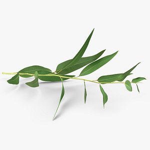 Fresh Eucalyptus Leaves on Stem 3D model