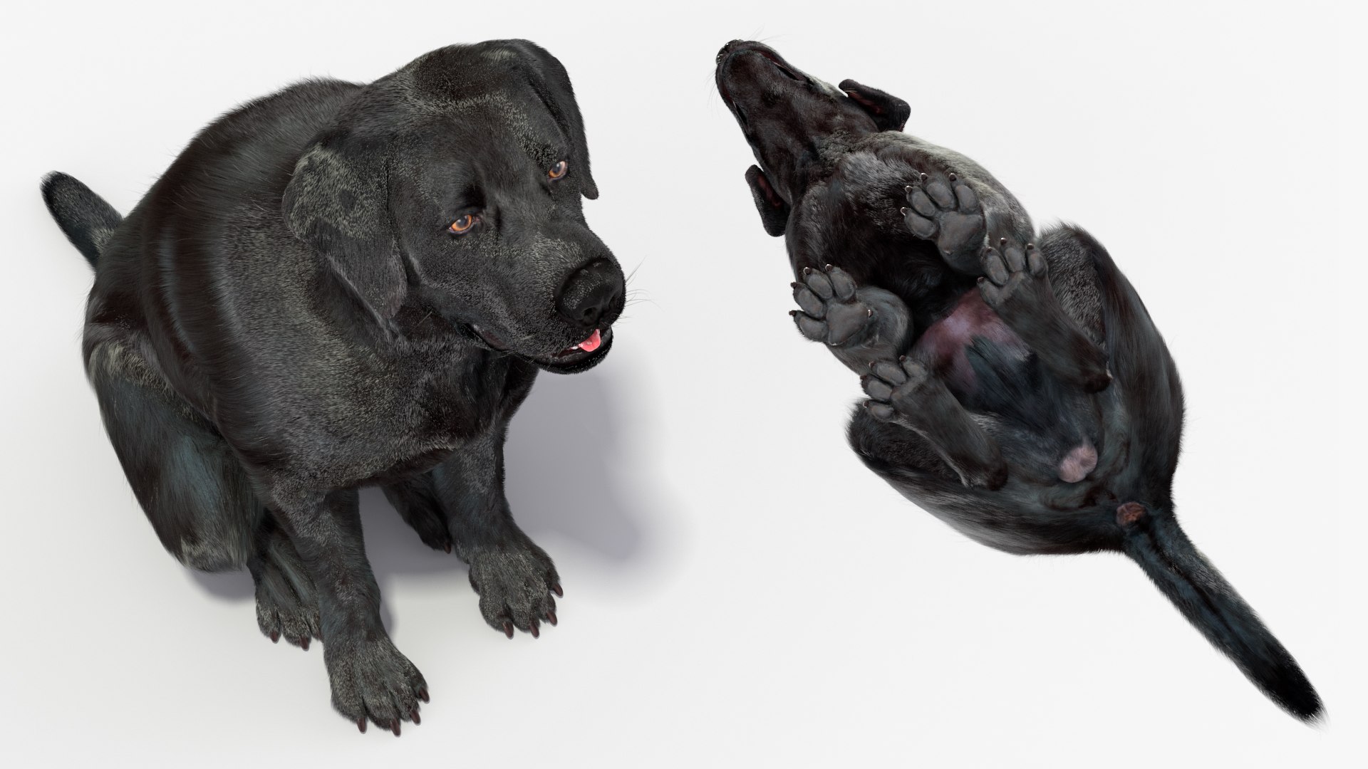 3D model Black Begging Labrador Dog Fur Animated Rigged for Maya https://p.turbosquid.com/ts-thumb/e4/iq9hum/0t/black_begging_labrador_dog_fur_animated_rigged_009/jpg/1755505828/1920x1080/fit_q87/147356d5a8f9b5c7147f3ad5db093a4185454f93/black_begging_labrador_dog_fur_animated_rigged_009.jpg