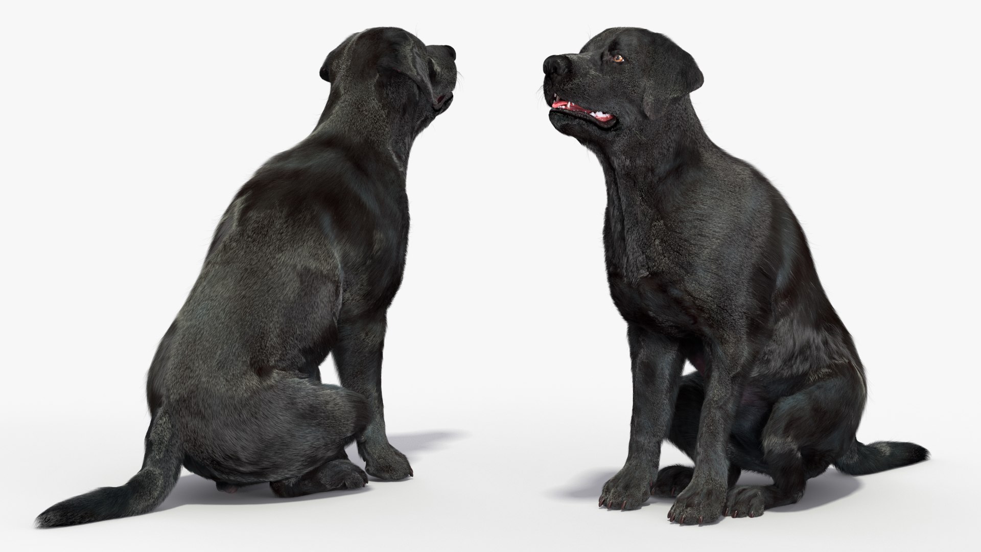 3D model Black Begging Labrador Dog Fur Animated Rigged for Maya https://p.turbosquid.com/ts-thumb/e4/iq9hum/HM/black_begging_labrador_dog_fur_animated_rigged_007/jpg/1755505816/1920x1080/fit_q87/b1c2eb556135016eae3c54601b24b34e67d01de3/black_begging_labrador_dog_fur_animated_rigged_007.jpg