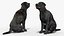 Black Begging Labrador Dog Fur Animated Rigged for Maya