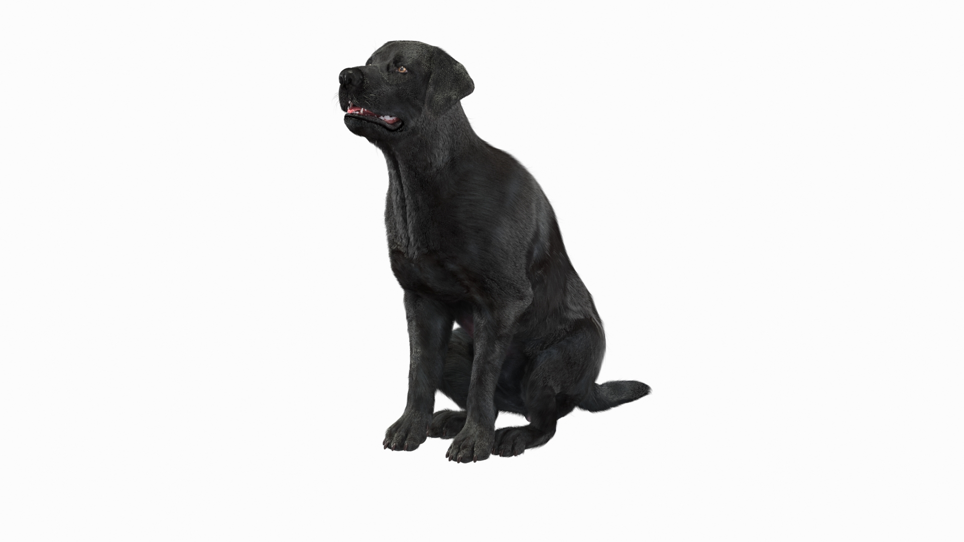 3D model Black Begging Labrador Dog Fur Animated Rigged for Maya https://p.turbosquid.com/ts-thumb/e4/iq9hum/Nq/black_begging_labrador_dog_fur_animated_rigged_360/jpg/1755505540/1920x1080/turn_fit_q99/d8915a13f75f0b44e03d1a812d730dcc499e80e1/black_begging_labrador_dog_fur_animated_rigged_360-1.jpg