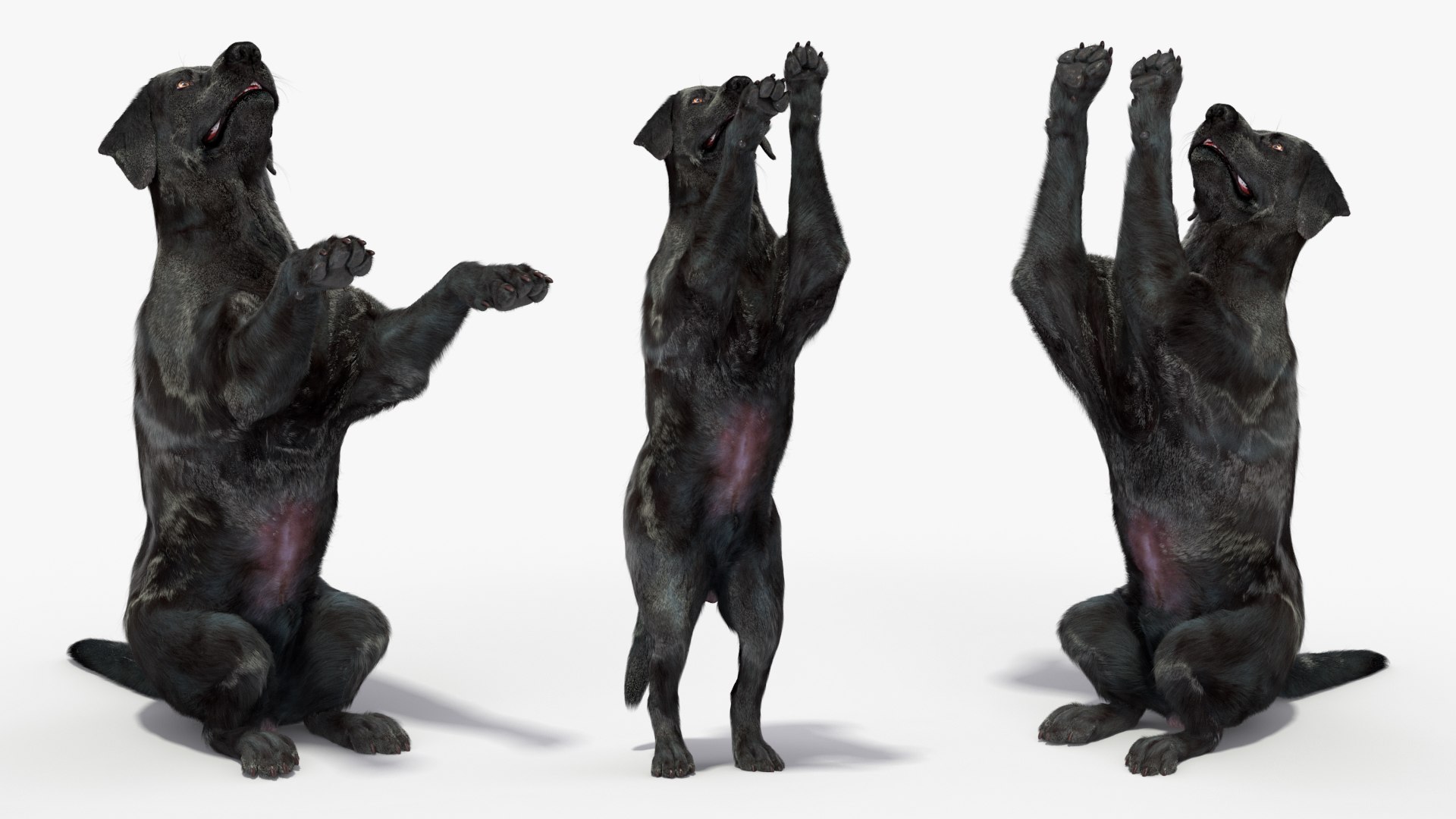 3D model Black Begging Labrador Dog Fur Animated Rigged for Maya https://p.turbosquid.com/ts-thumb/e4/iq9hum/SV/black_begging_labrador_dog_fur_animated_rigged_008/jpg/1755505822/1920x1080/fit_q87/1257c0f13c5331e8874997ee9361c0ba1ea433eb/black_begging_labrador_dog_fur_animated_rigged_008.jpg