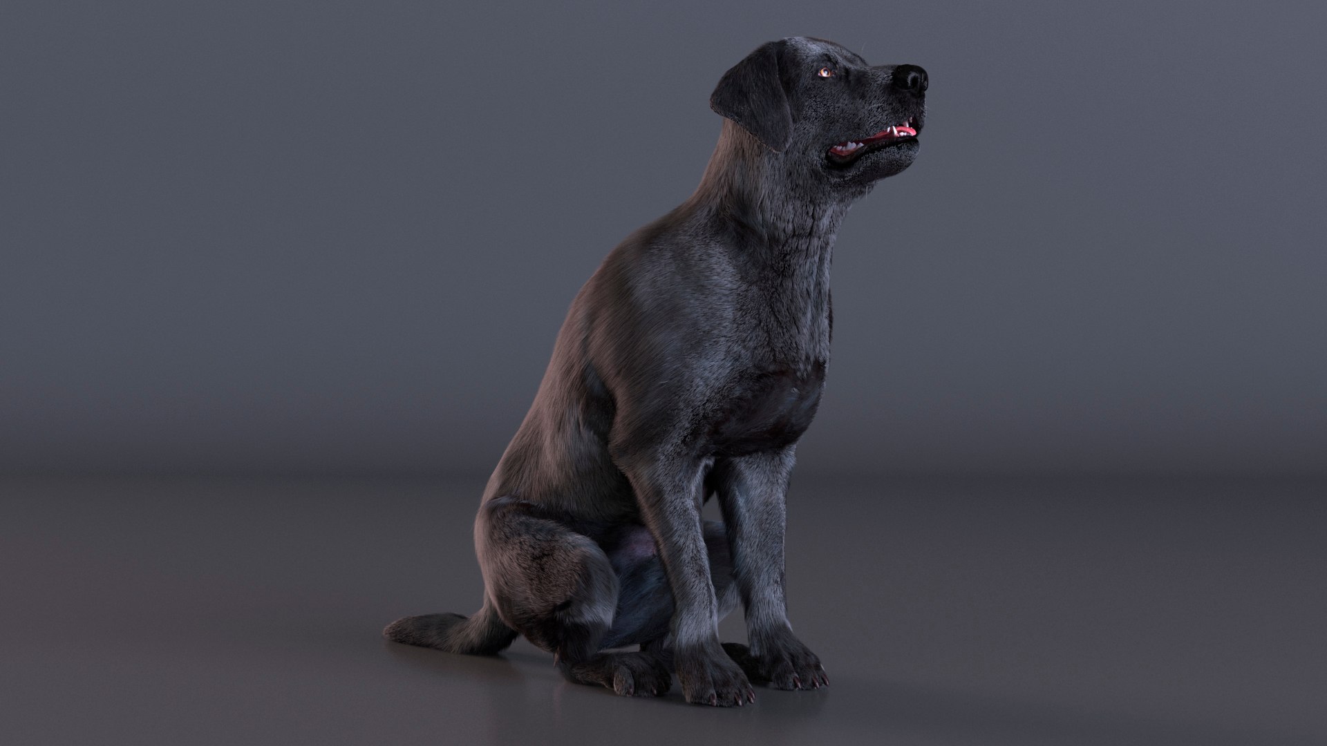 3D model Black Begging Labrador Dog Fur Animated Rigged for Maya https://p.turbosquid.com/ts-thumb/e4/iq9hum/Z7/black_begging_labrador_dog_fur_animated_rigged_006/jpg/1755505810/1920x1080/fit_q87/f84b5566a3d6400e30af6f2daaa855a63815d669/black_begging_labrador_dog_fur_animated_rigged_006.jpg