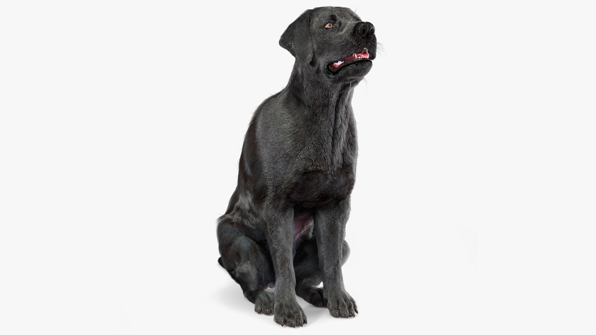 3D model Black Begging Labrador Dog Fur Animated Rigged for Maya https://p.turbosquid.com/ts-thumb/e4/iq9hum/fu/black_begging_labrador_dog_fur_animated_rigged_001/jpg/1755505537/1920x1080/fit_q87/9c7cadc73c622b9ee9cf863d54995ef83b972934/black_begging_labrador_dog_fur_animated_rigged_001.jpg