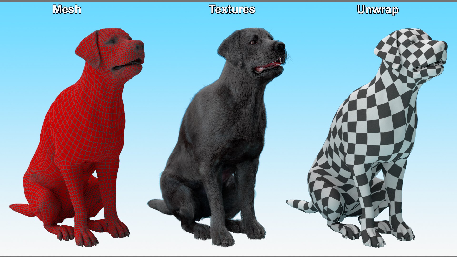 3D model Black Begging Labrador Dog Fur Animated Rigged for Maya https://p.turbosquid.com/ts-thumb/e4/iq9hum/q9/black_begging_labrador_dog_fur_animated_rigged_014/jpg/1755505848/1920x1080/fit_q87/ec92c7f0cd26db4b0dc2d40c568efe6874792a1b/black_begging_labrador_dog_fur_animated_rigged_014.jpg