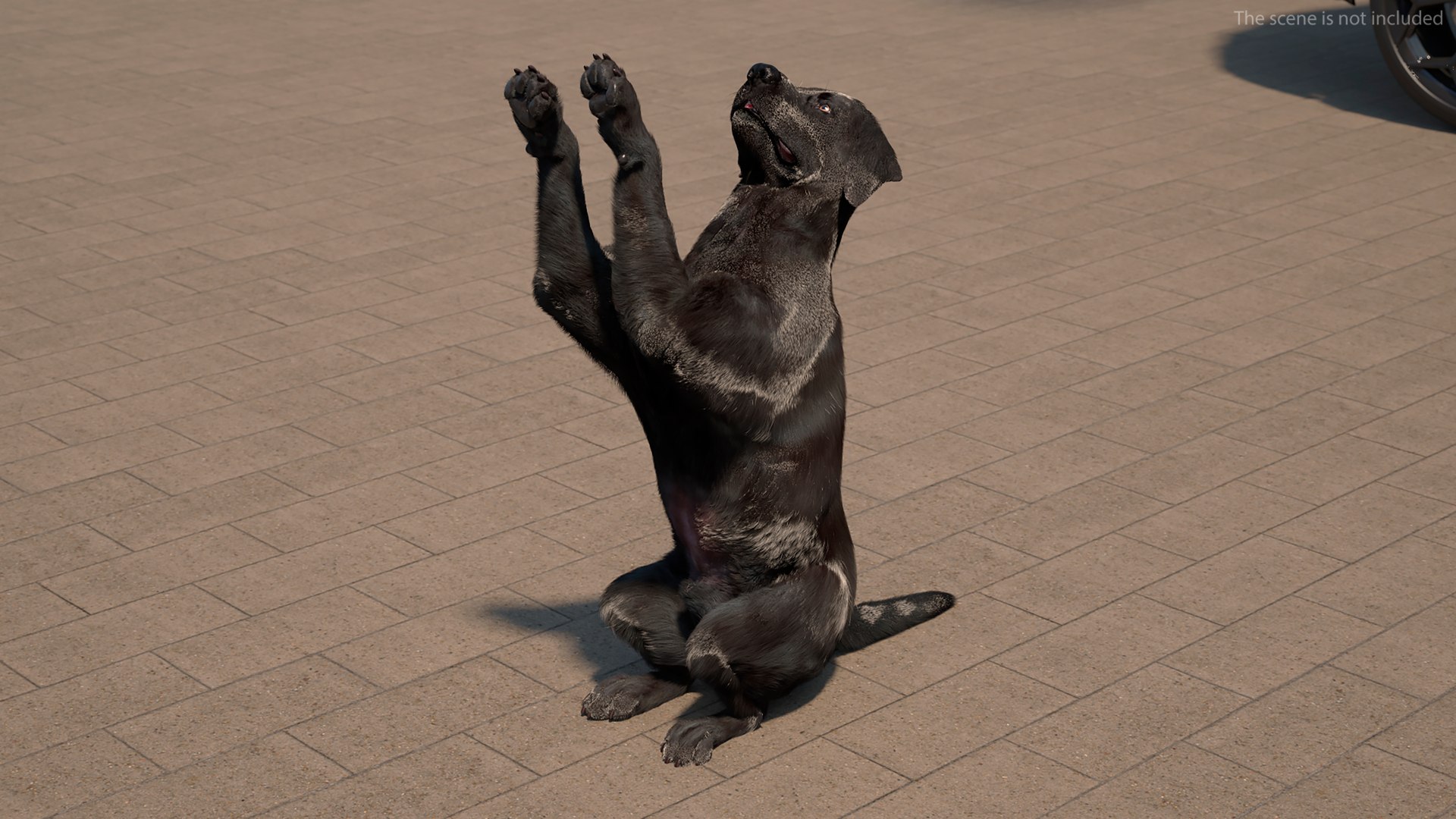 3D model Black Begging Labrador Dog Fur Animated Rigged for Maya https://p.turbosquid.com/ts-thumb/e4/iq9hum/t8/black_begging_labrador_dog_fur_animated_rigged_004/jpg/1755505796/1920x1080/fit_q87/3d1aa08b31f23391557d9d2360dd5046dd7470a3/black_begging_labrador_dog_fur_animated_rigged_004.jpg