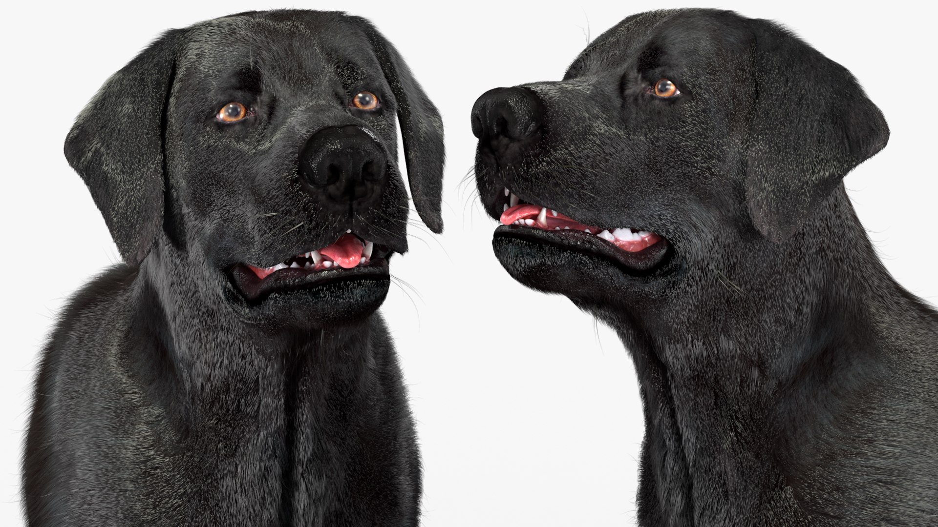3D model Black Begging Labrador Dog Fur Animated Rigged for Maya https://p.turbosquid.com/ts-thumb/e4/iq9hum/wg/black_begging_labrador_dog_fur_animated_rigged_010/jpg/1755505834/1920x1080/fit_q87/eae2d2c61270cd4e8d8a4660ff1f6e2bf33ddd36/black_begging_labrador_dog_fur_animated_rigged_010.jpg