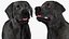 Black Begging Labrador Dog Fur Animated Rigged for Maya