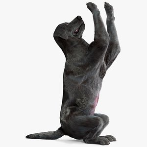 3D model Black Begging Labrador Dog Fur Animated Rigged for Maya