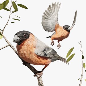 Eurasian Bullfinch - BLENDER