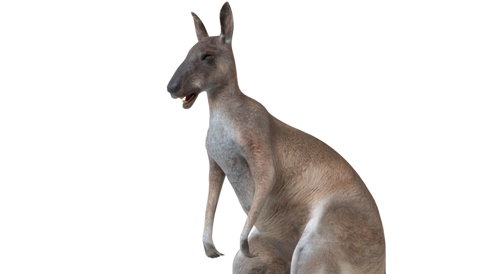 Kangaroo 3D https://p.turbosquid.com/ts-thumb/e4/uU2YiW/Lu/5/jpg/1785210859/1920x1080/fit_q87/3013f509d3d98d8e3478d636cbe0454d739ab2f2/5.jpg