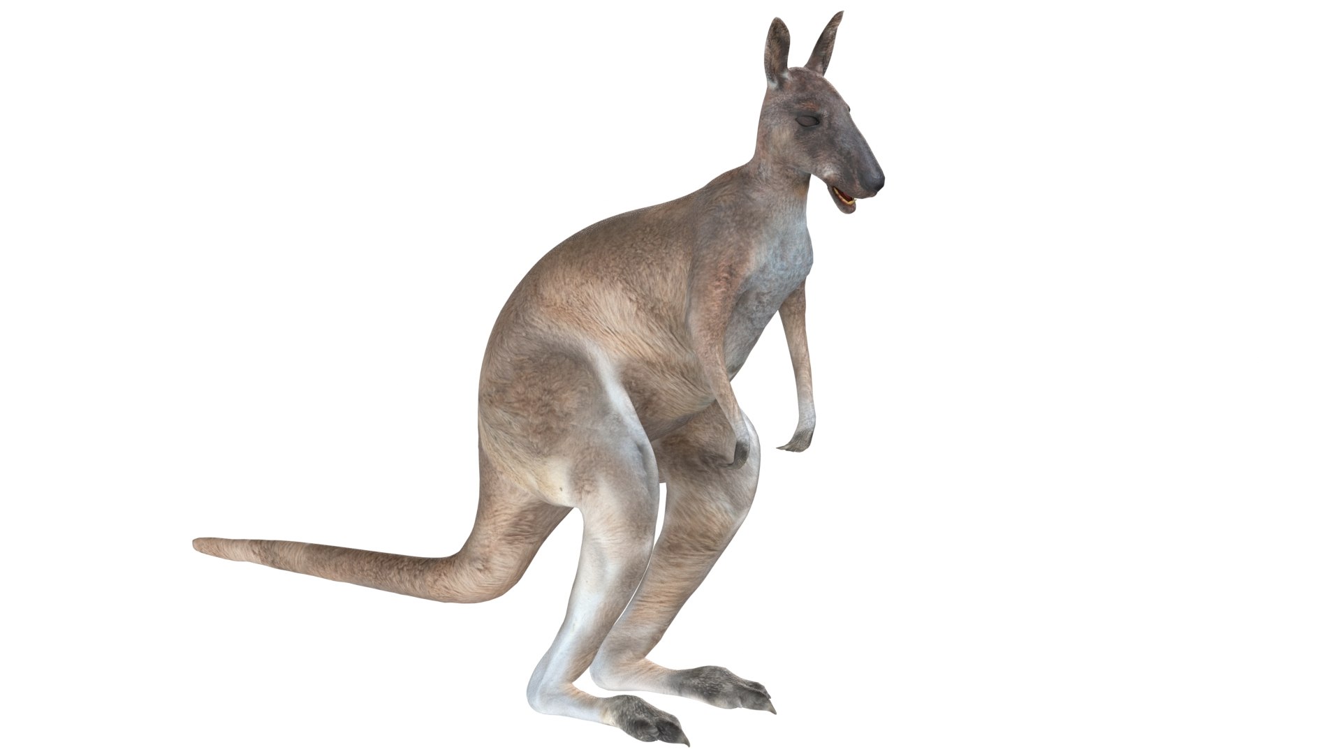 Kangaroo 3D https://p.turbosquid.com/ts-thumb/e4/uU2YiW/WH/2/jpg/1785210843/1920x1080/fit_q87/36762a2bd070e1f5fb3b6417bd15e02bea62896b/2.jpg