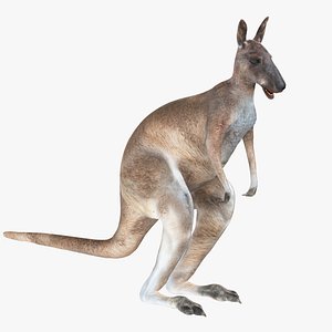Kangaroo 3D