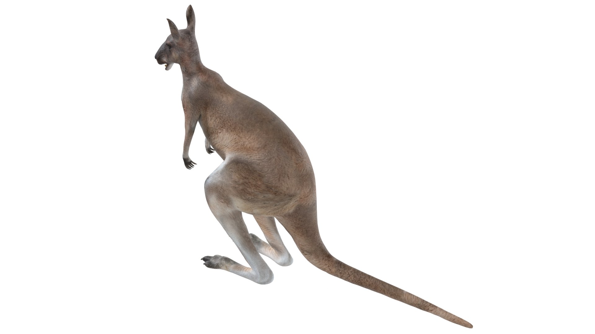 Kangaroo 3D https://p.turbosquid.com/ts-thumb/e4/uU2YiW/oE/4/jpg/1785210857/1920x1080/fit_q87/79b1df4d1b645c932d304bcc7e3c98af59df8461/4.jpg
