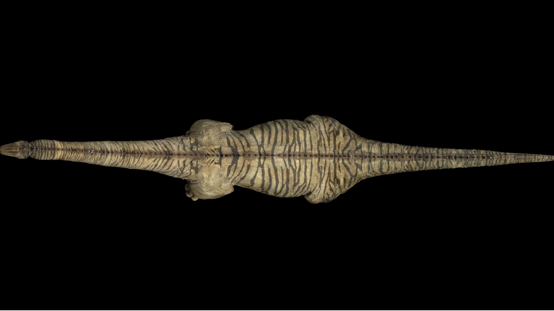 brontosaurus 3D 3D model https://p.turbosquid.com/ts-thumb/e5/01pG4M/P1/11/jpg/1761040492/1920x1080/fit_q87/599abf87a1bf72ce415261d3afd6b37614325147/11.jpg