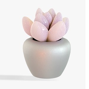 Succulent Plant(1)
