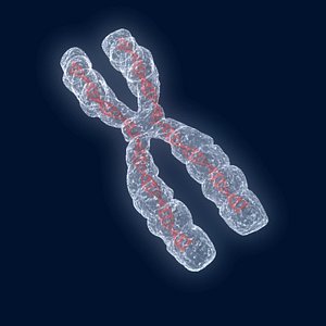 3d model chromosome