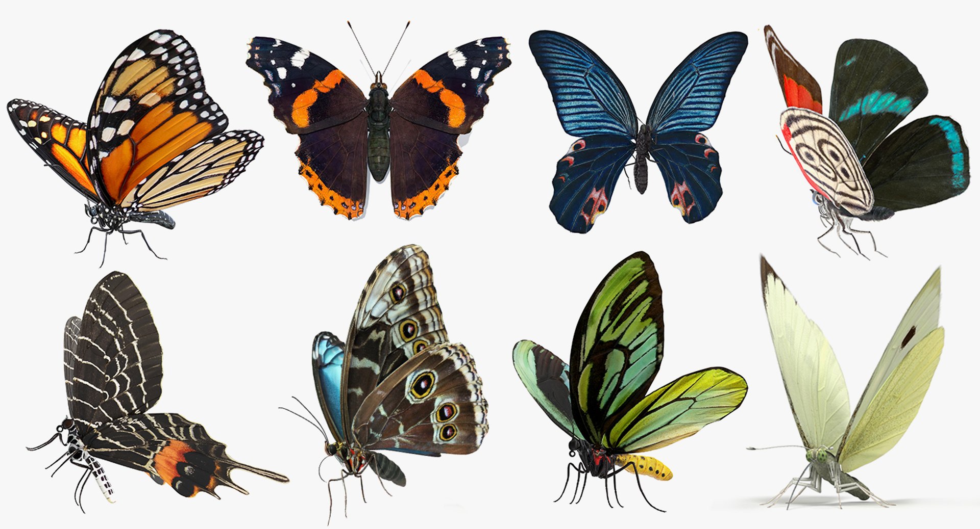 3D Butterflies Collection 8 https://p.turbosquid.com/ts-thumb/e5/JNCHag/K1/butterflies_collection_8_001/jpg/1785755737/1920x1080/fit_q87/324c8ef91f436b4405b2368b31e66b9c9ca52c8d/butterflies_collection_8_001.jpg