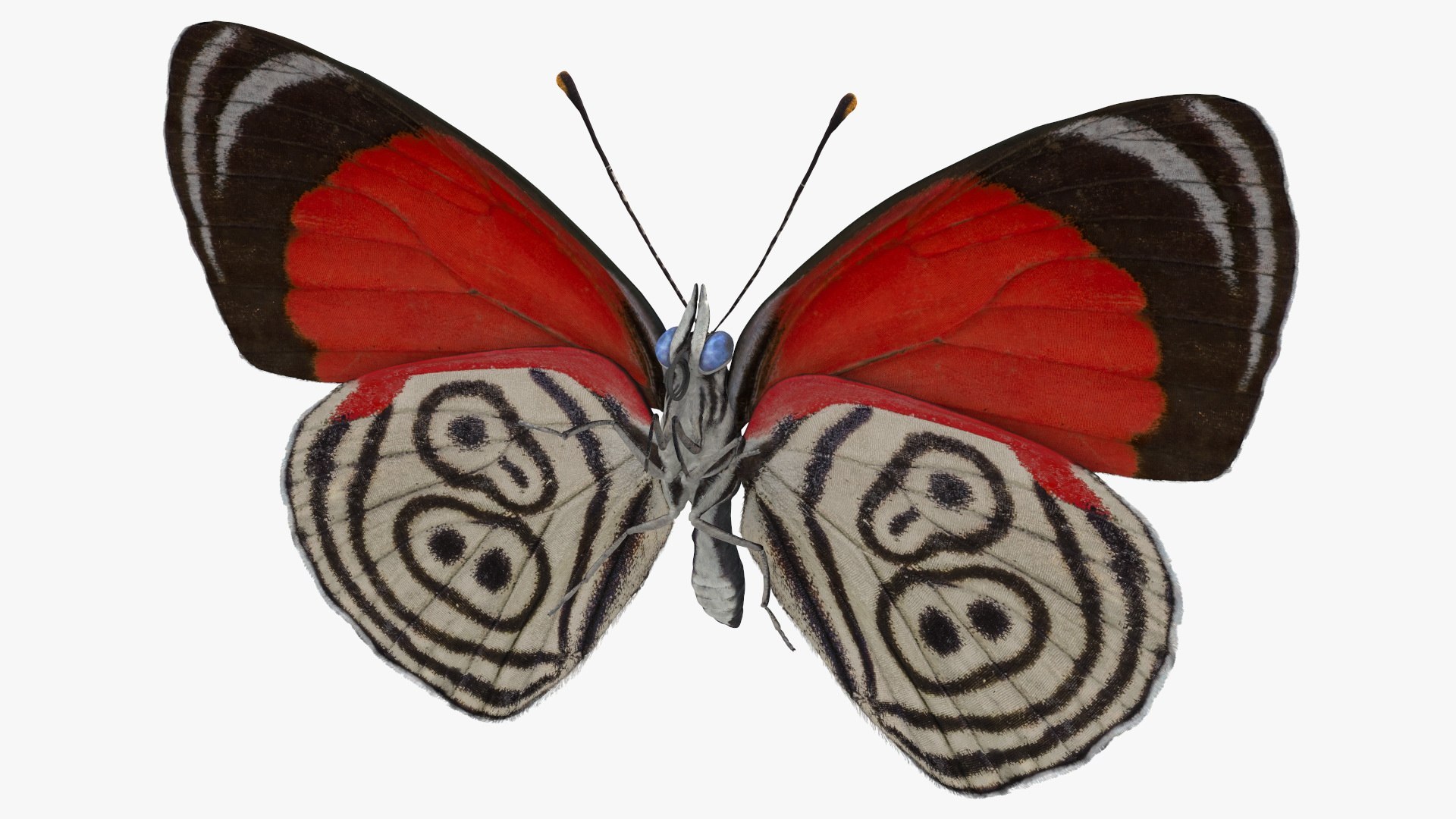 3D Butterflies Collection 8 https://p.turbosquid.com/ts-thumb/e5/JNCHag/PL/butterflies_collection_8_024/jpg/1785755748/1920x1080/fit_q87/8369cecaddc5b2d283f5ede6e810735105a7631b/butterflies_collection_8_024.jpg