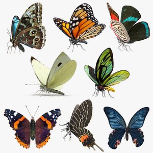 Butterflies Collection 8