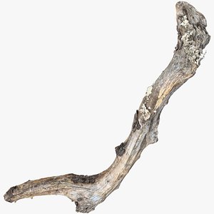 Withered Tree trunk 3d scan in highpoly 3D