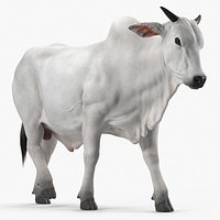 Zebu Cattle Male Walking Fur