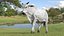 Zebu Cattle Male Walking Fur 3D