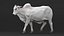 Zebu Cattle Male Walking Fur 3D