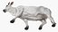 Zebu Cattle Male Walking Fur 3D