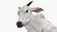 Zebu Cattle Male Walking Fur 3D