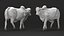Zebu Cattle Male Walking Fur 3D