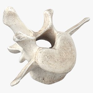 Bear Ursus Lumbar Vertebrae L4