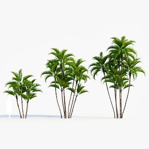 Dypsis lutescens a