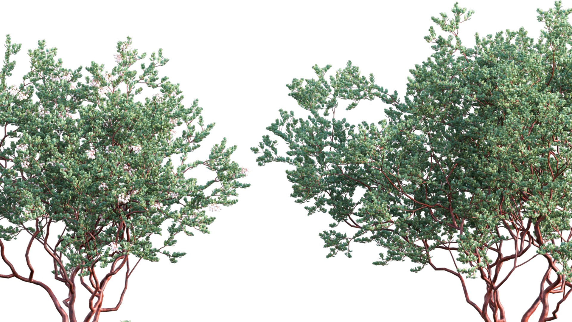 3D Arctostaphylos glauca - Big Berry Manzanita 02 https://p.turbosquid.com/ts-thumb/e5/njFarS/17/3dtree_arctostaphylosglauca_03_07/jpg/1655970561/1920x1080/fit_q87/493dd0107f8cb8646d726eda531ec2fd9b98091e/3dtree_arctostaphylosglauca_03_07.jpg
