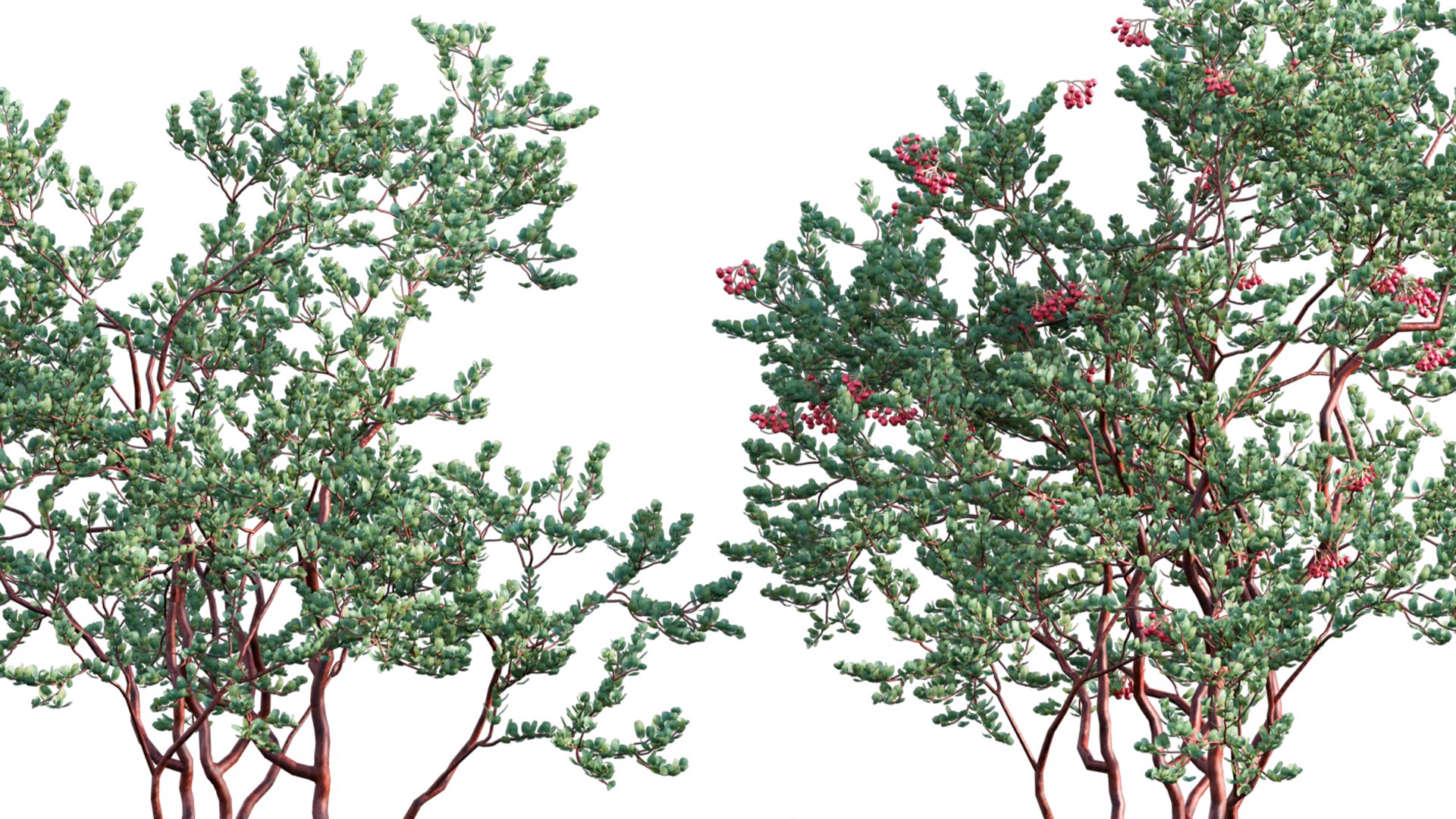 3D Arctostaphylos glauca - Big Berry Manzanita 02 https://p.turbosquid.com/ts-thumb/e5/njFarS/It/3dtree_arctostaphylosglauca_03_09/jpg/1655970567/1920x1080/fit_q87/9052eb4e87b6b03bedbe451bbdbac45ea76c8d09/3dtree_arctostaphylosglauca_03_09.jpg